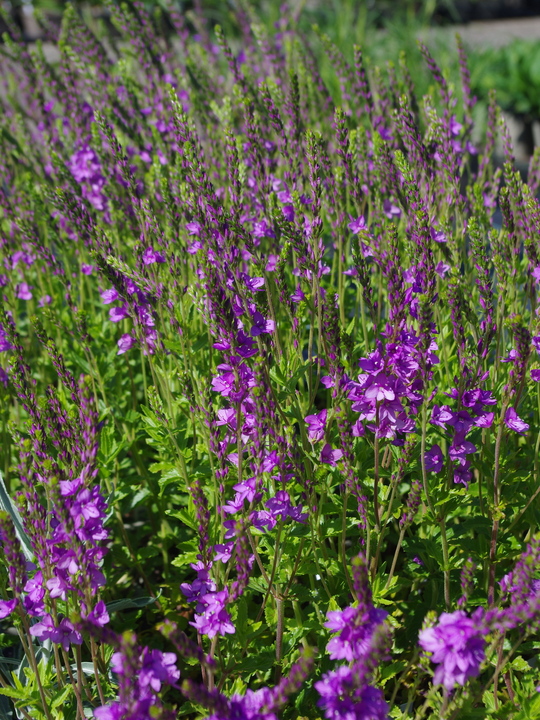 Veronica 'Ellen Mae'