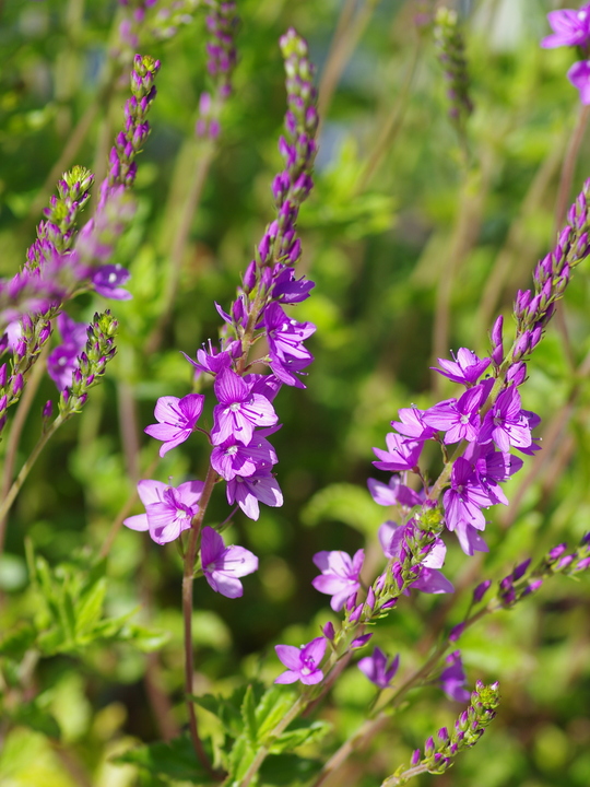 Veronica 'Ellen Mae'