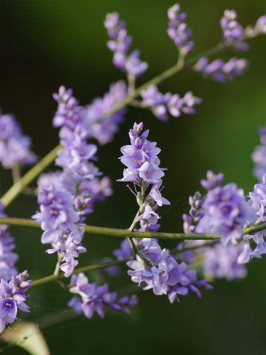 Veronica hulkeana