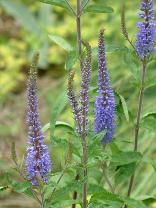 Veronica longifolia