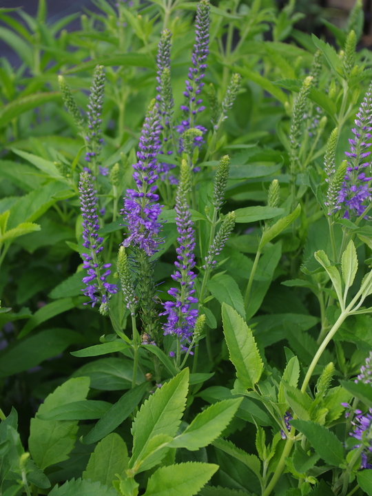 Veronica spicata 