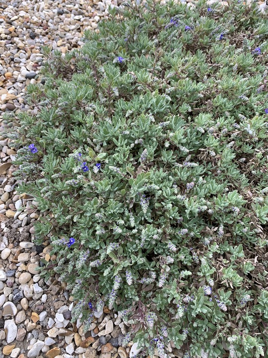 Veronica thymoides subsp. thymoides