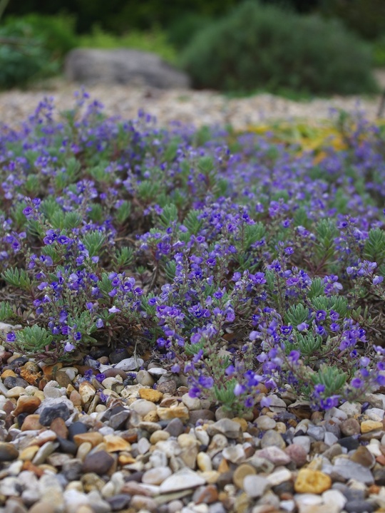 Veronica thymoides subsp. thymoides