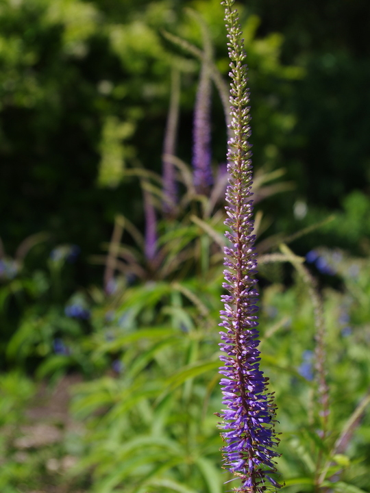 Veronicastrum sibiricum