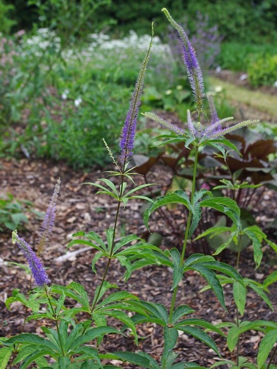 Veronicastrum sibiricum