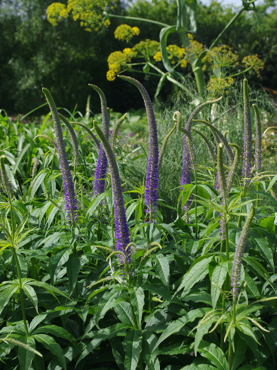 Veronicastrum sibiricum f. glabratum