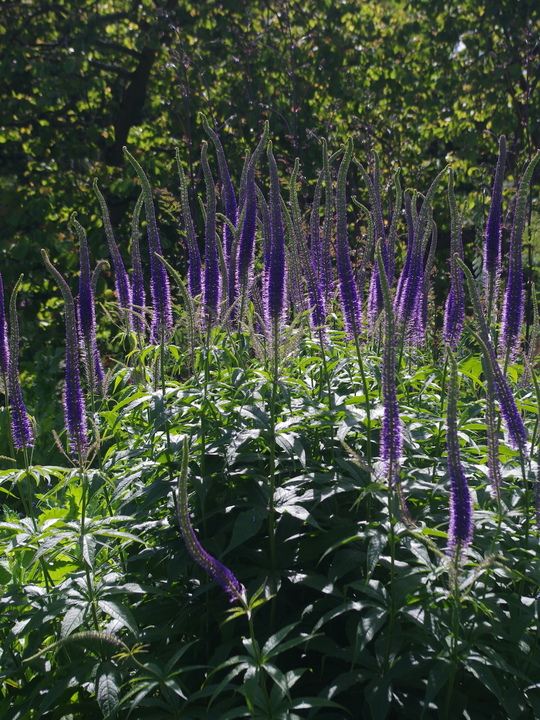 Veronicastrum sibiricum f. glabratum