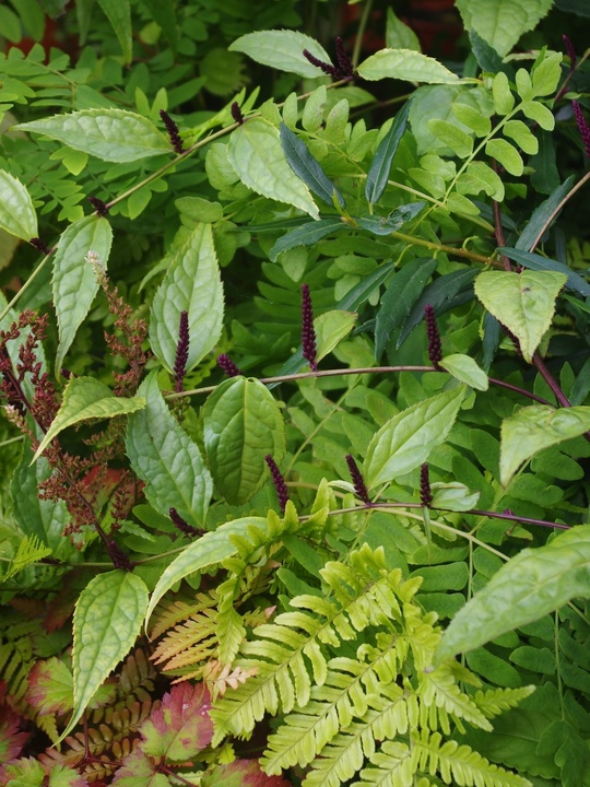 Veronicastrum stenostachyum