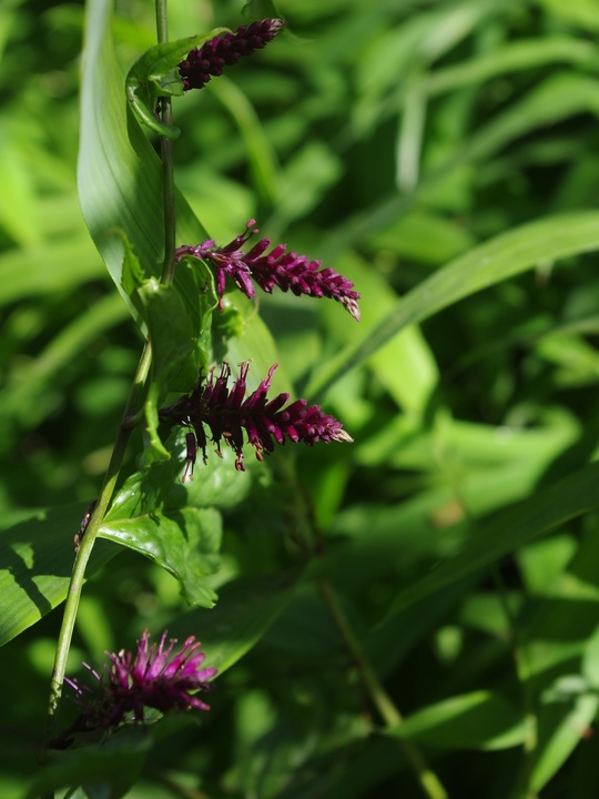 Veronicastrum stenostachyum
