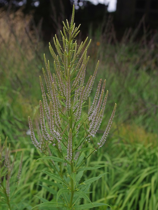 Veronicastrum virginicum