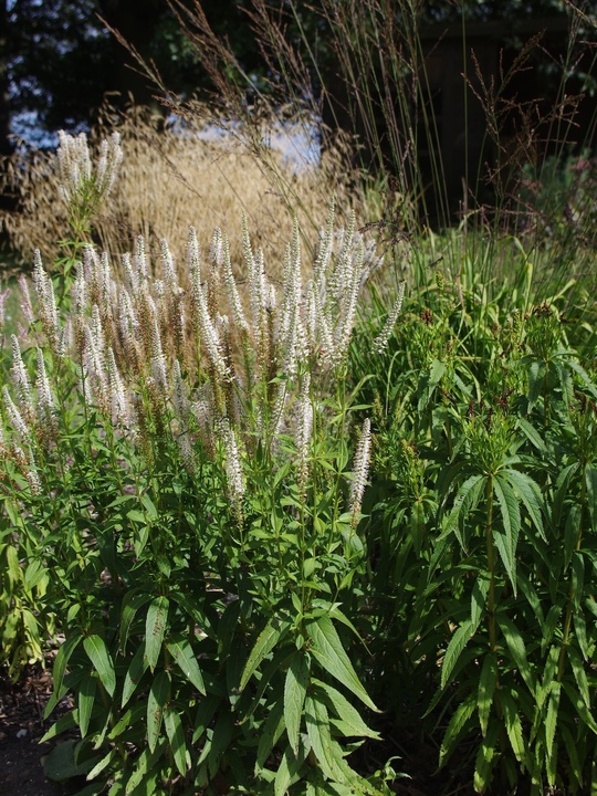 Veronicastrum virginicum