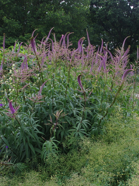 Veronicastrum virginicum 'Fascination'