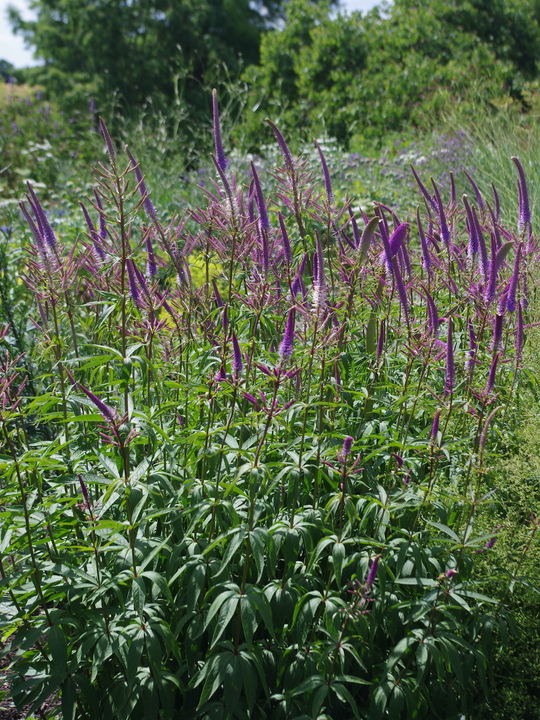 Veronicastrum virginicum 'Fascination'