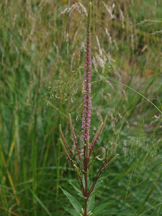 Veronicastrum virginicum 'Kleine Erica'