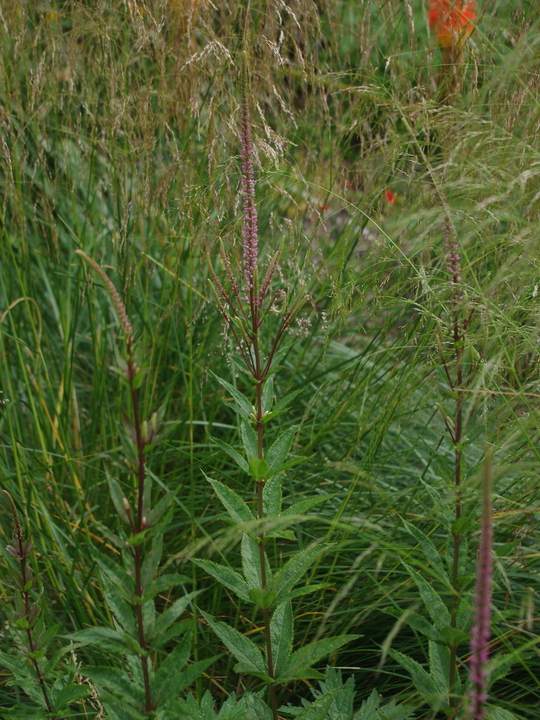 Veronicastrum virginicum 'Kleine Erica'