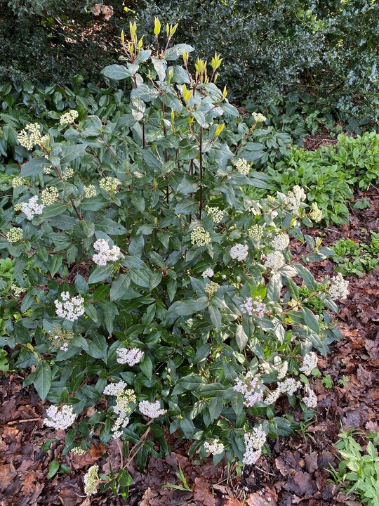 Viburnum tinus