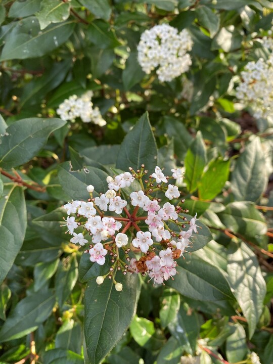 Viburnum tinus