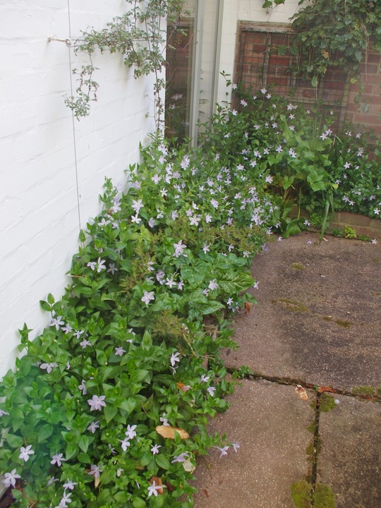Vinca difformis