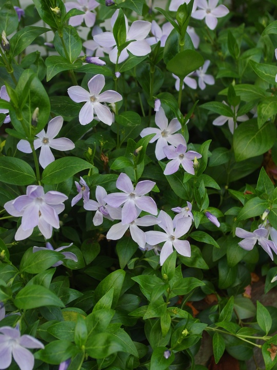Vinca difformis