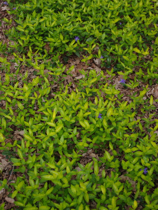 Vinca minor 'Azurea Flore Pleno'