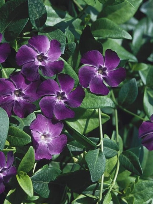 Vinca minor 'Bowles's Purple'
