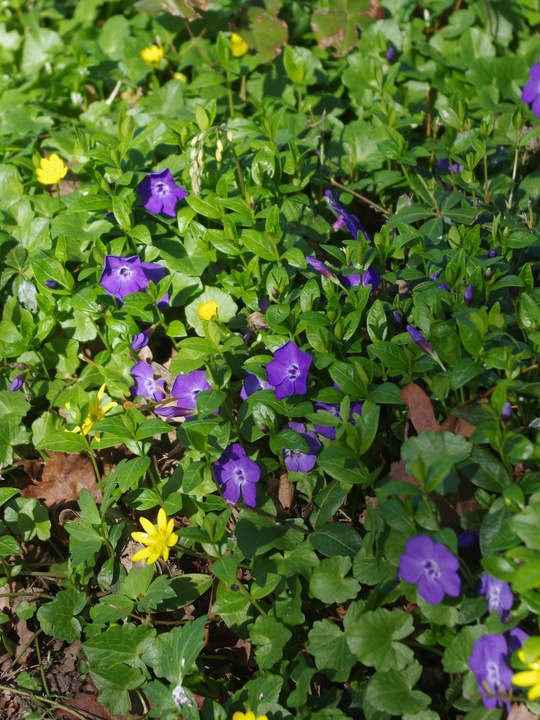Vinca minor 'Bowles's Variety'