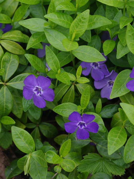 Vinca minor 'Bowles's Variety'