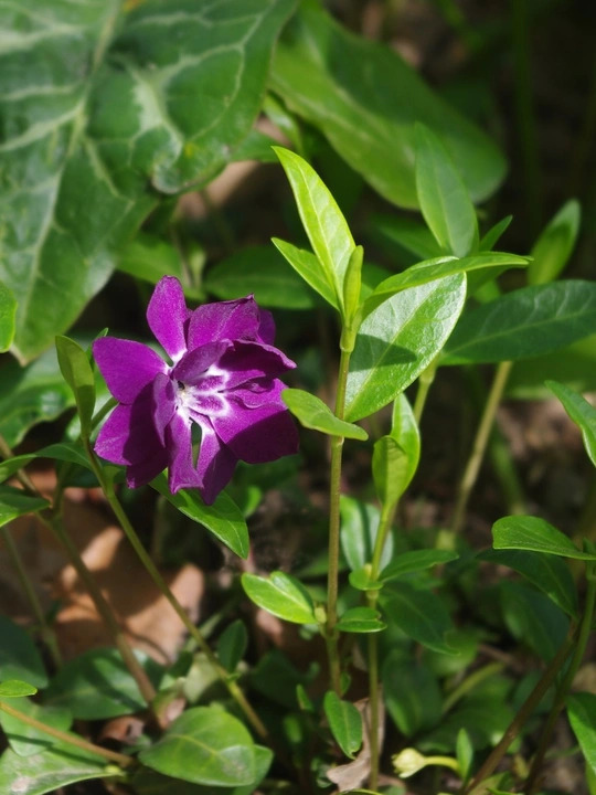 Vinca minor 'Bowles's Purple'