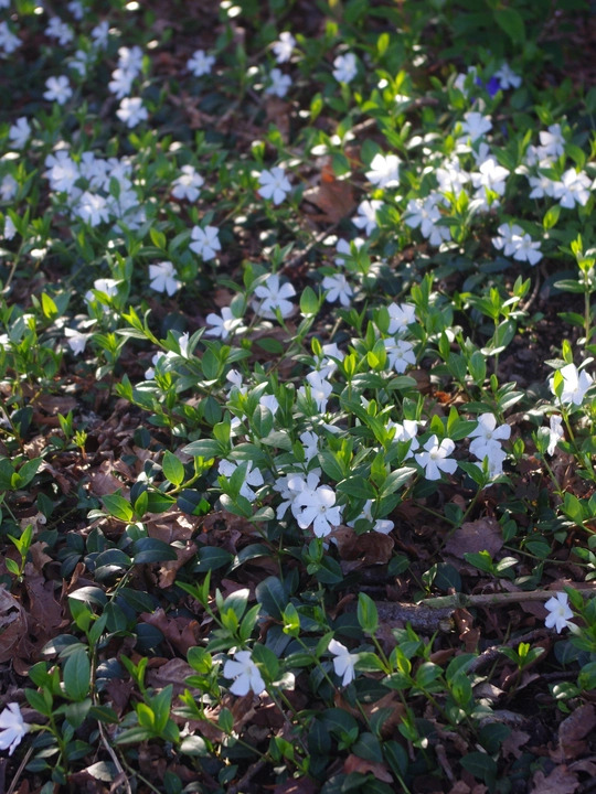 Vinca minor f. alba