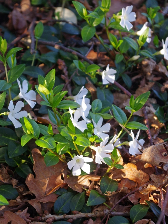 Vinca minor f. alba
