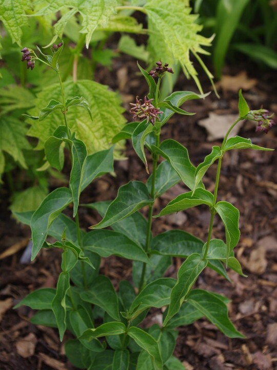 Vincetoxicum fuscatum