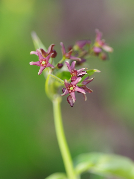 Vincetoxicum fuscatum