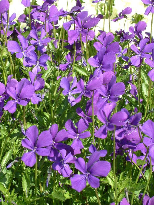 Viola cornuta Purpurea Group