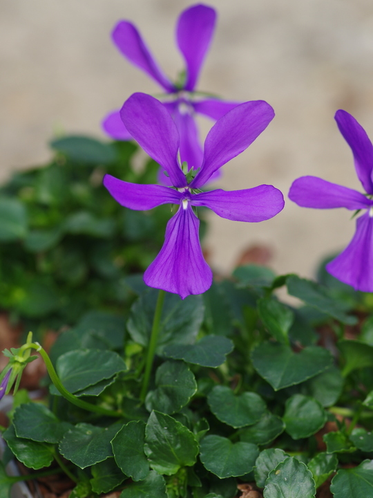 Viola cornuta 'Spider'