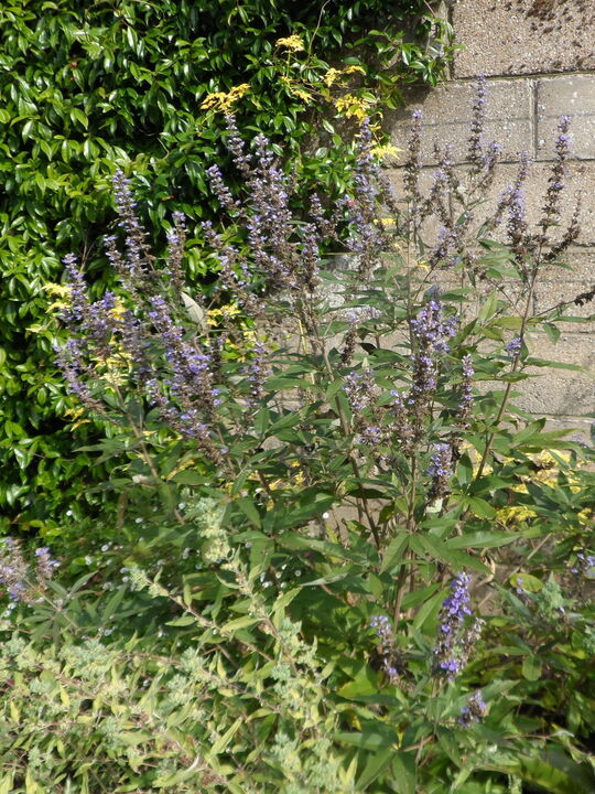 Vitex agnus-castus