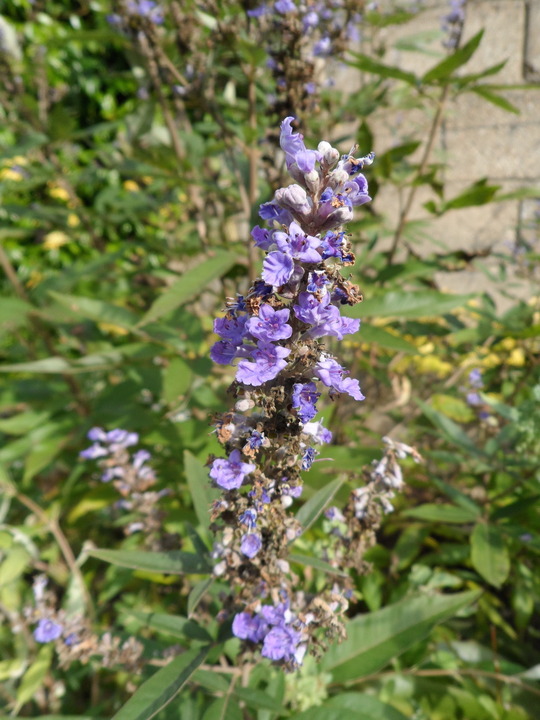 Vitex agnus-castus