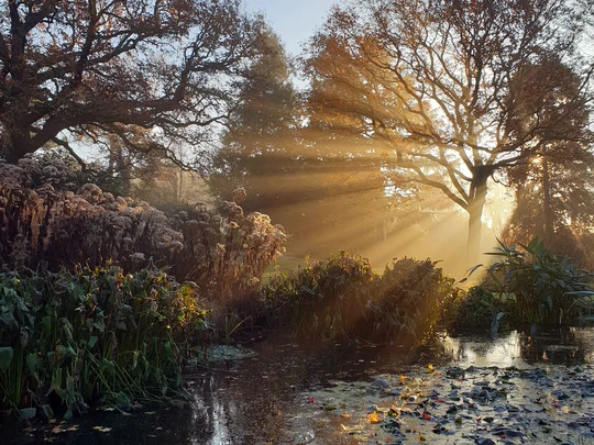 Beth Chatto Christmas Fair 