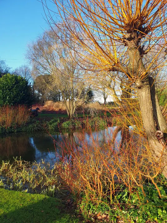 Salix alba var. vitellina 'Britzensis'