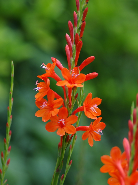 Watsonia pillansii
