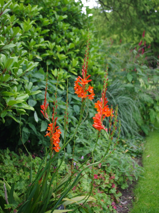 Watsonia pillansii