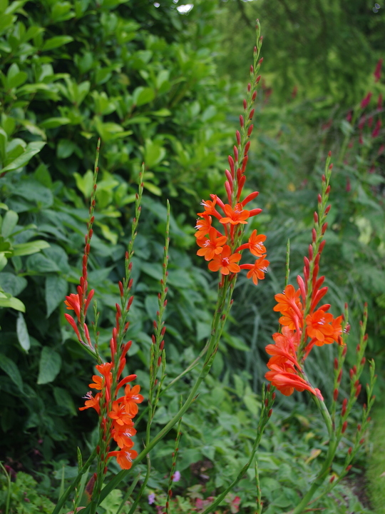 Watsonia pillansii