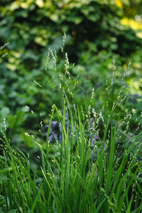 Shade Garden Border