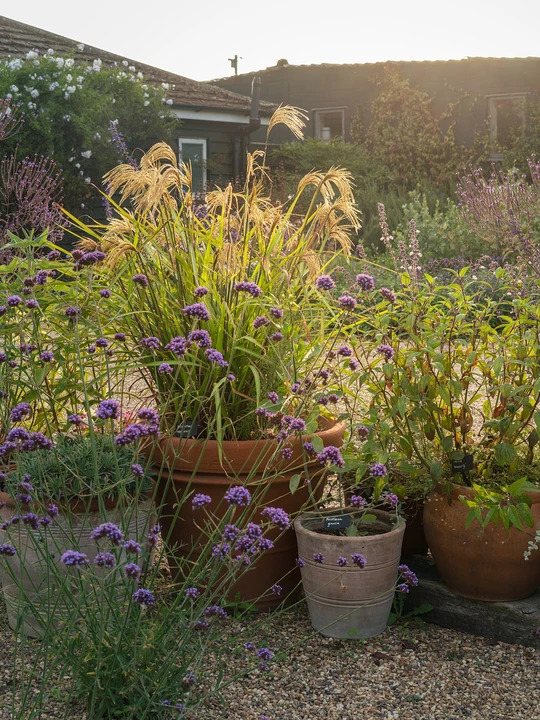 Pots and Planters Collection - Sun 