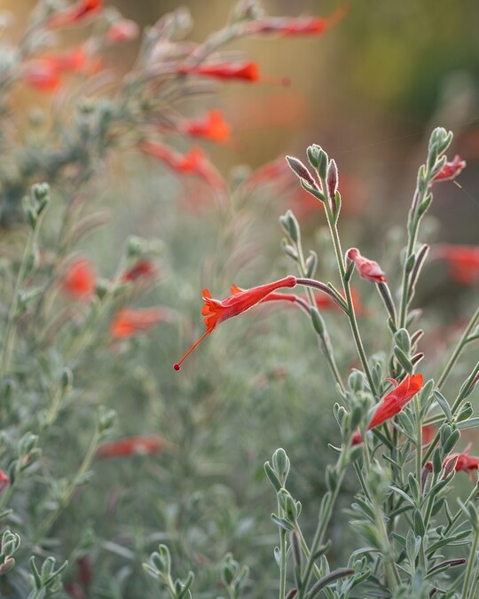 Epilobium canum 'Ed Carman'