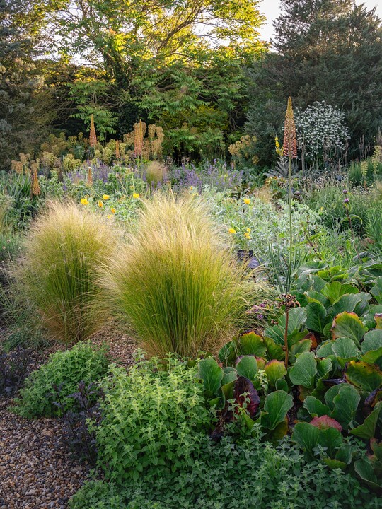 Stipa tenuissima
