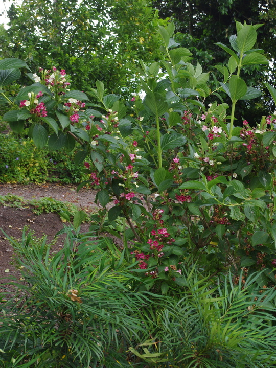 Weigela coraeensis