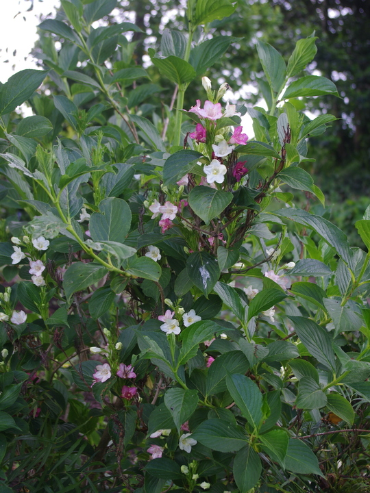 Weigela coraeensis