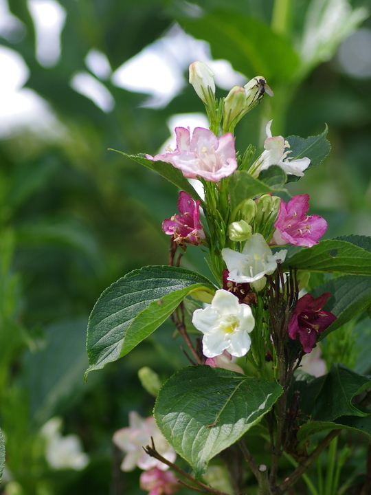 Weigela coraeensis