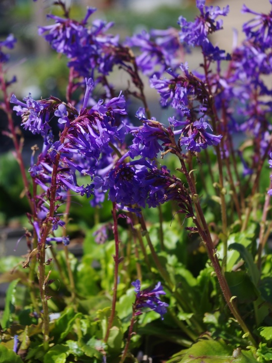 Wulfenia carinthiaca