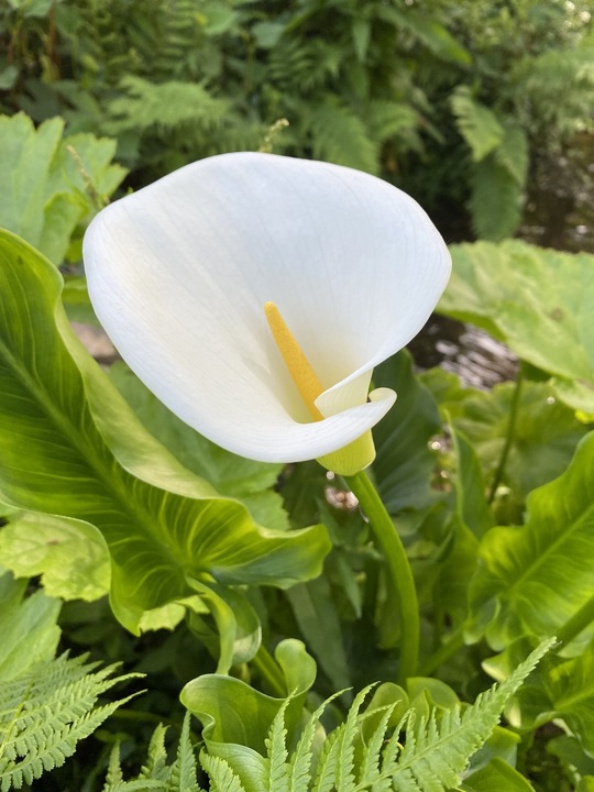 Zantedeschia aethiopica